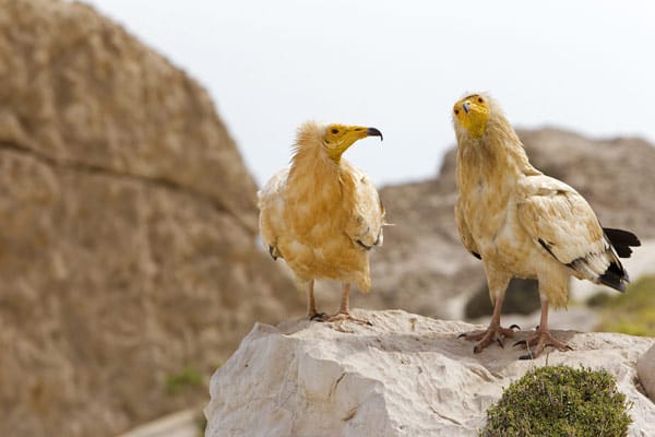 Vermutlich vor rund 20 Millionen Jahren hat sich die Insel vom Festland getrennt. Das ist der Grund, warum heute so viele Pflanzen und Tiere Sokotra ihre Heimat nennen, die nirgends sonst auf der Welt vorkommen. Auch der Schmutzgeier lebt hier.