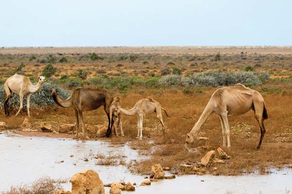 Diese sogenannten endemischen Arten konnten durch das natürliche Hindernis des Meeres ihre eigene Evolution durchlaufen. Diese sogenannten endemischen Arten konnten durch das natürliche Hindernis des Meeres ihre eigene Evolution durchlaufen.