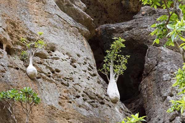 Sie trotzen der trockenen Hitze und dem Wind und schaffen es dennoch, Fotosynthese zu betreiben. Zwei Sokotrische Dorstenien, wachsen an einer Felswand. Sie sind endemisch für die Insel Sokotra.