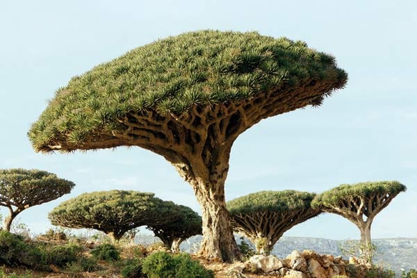 Außerdem wachsen auf Sokotra die seltenen Drachenbäume. Auf den Kapverden und den Kanaren finden sich gelegentlich Einzelexemplare - auf Sokotra wachsen sie zahlreich.