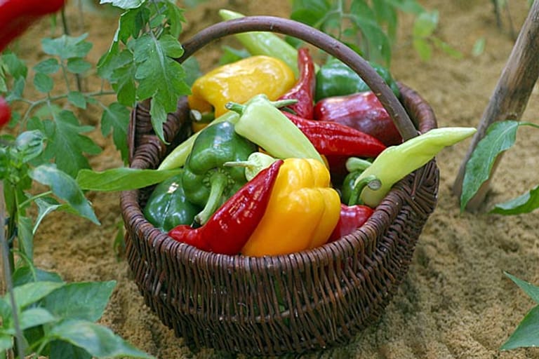 Bunte und knackige Paprika sind auf jedem Tisch gerne gesehen - und sind dabei relativ einfach anzubauen. Paprikapflanzen sind in ihren Bedürfnissen und der Standortwahl Tomaten, Auberginen und Gurken ähnlich. Sie können die Gewächse also am gleichen Ort pflanzen. Nur etwas wärmebedürftiger ist die Paprika noch, kann also an einem sehr warmen Platz in Ihrem Garten - oder auch auf Ihrem Balkon - gepflanzt werden.