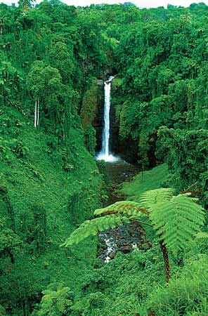 Üppiges Grün: Samoa ist extrem fruchtbar.