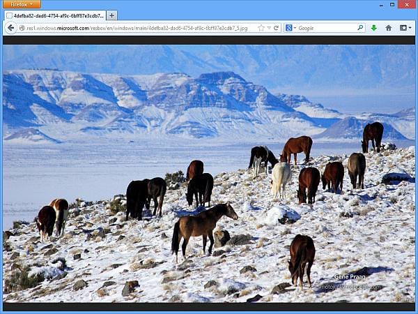Mustangs in Utah