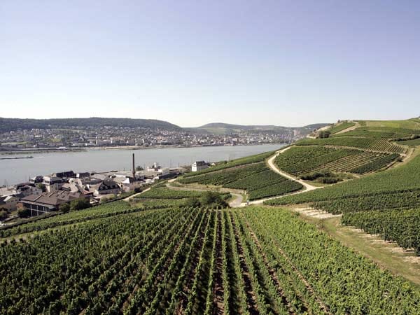 Fast schon halbtrocken ergatterte der Leitz Rüdesheimer Rosengarten Riesling 2012 eine Goldmedaille. Der Wein vom Steilhang nahe der Loreley war im Online-Handel zuletzt nicht zu ergattern – die Nachfrage dürfte nach der Decanter-Auszeichung noch steigen.