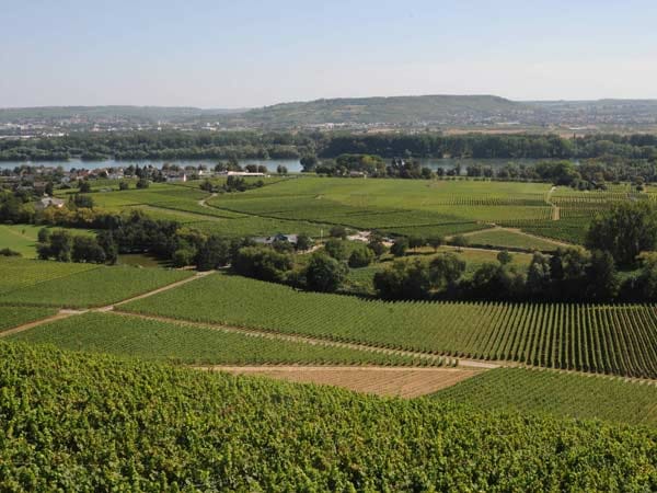Der Weingut Künstler Rüdesheimer Berg Rottland 2011 hat es geschmacklich und preislich in sich: Die Trockenbeeren-Auslese von der Steillage ist mehr als edelsüß: Die Ernte brachte es auf 260° Oechsle – im Rheingau darf sich ein Wein normalerweise schon ab 150° Oechsle Trockenbeeren-Auslese nennen. Der ölige Trank ist somit schon ein Konzentrat höchster Güte. Gepresst wurde der Wein mit einer restaurierten Korbkelter. Zu haben ist eine 0,375-Liter-Flasche für 150 Euro.
