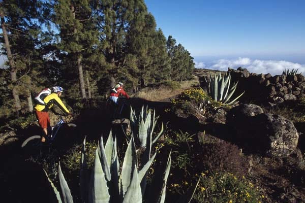 Kanarische Inseln: Mountainbiker auf dem Garajonay, dem höchsten Berg auf La Gomera.