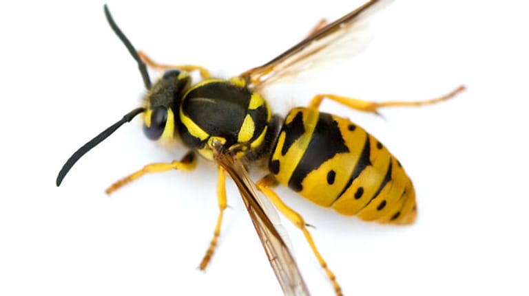Das Gift der Wespe ist nicht nur schmerzhaft, sondern für Allergiker auch höchst gefährlich. Ein Stich sollte sofort mit Alkohol desinfiziert werden, auch Zwiebelscheiben helfen. Beim Stich in den Hals sollte man sofort zum Arzt gehen.