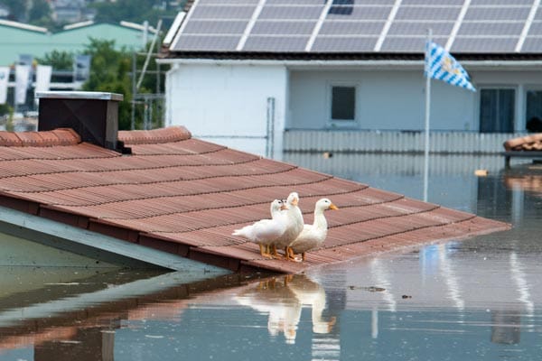 Diese Gänse haben sich auf ein Hausdach im überschwemmten Deggendorfer Ortsteil Fischerdorf gerettet. Diese Gänse haben sich auf ein Hausdach im überschwemmten Deggendorfer Ortsteil Fischerdorf gerettet.