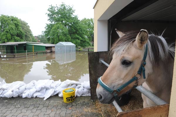 In Sarstedt (Niedersachen) hat der Besitzer eines Ponys kurzerhand seine Autogarage zum Pferdestall umfunktioniert. In Sarstedt (Niedersachen) hat der Besitzer eines Ponys kurzerhand seine Autogarage zum Pferdestall umfunktioniert.