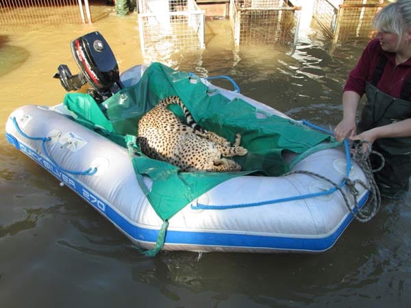 Im Tiergarten Bernburg (Sachsen-Anhalt) wird ein Gepard mit einem Schlauchboot in Sicherheit gebracht. Im Tiergarten Bernburg (Sachsen-Anhalt) wird ein Gepard mit einem Schlauchboot in Sicherheit gebracht.