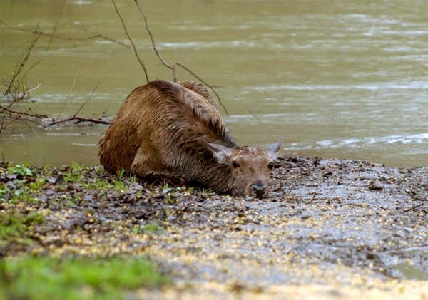 Mit letzter Kraft hat sich dieses Reh aus der Donau retten können. Mit letzter Kraft hat sich dieses Reh aus der Donau retten können.