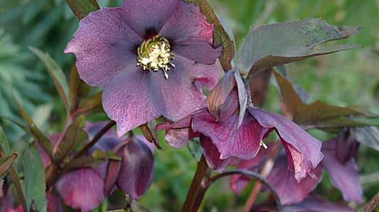 Helleborus