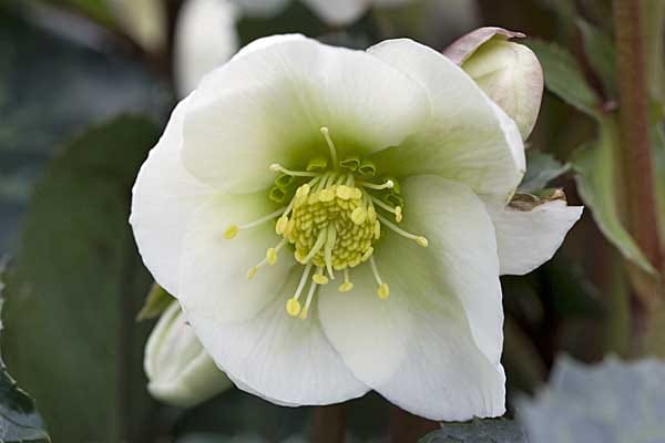 Helleborus