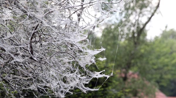 Gespinstmotten durchziehen mit ihren Netzen oft ganze Bäume.