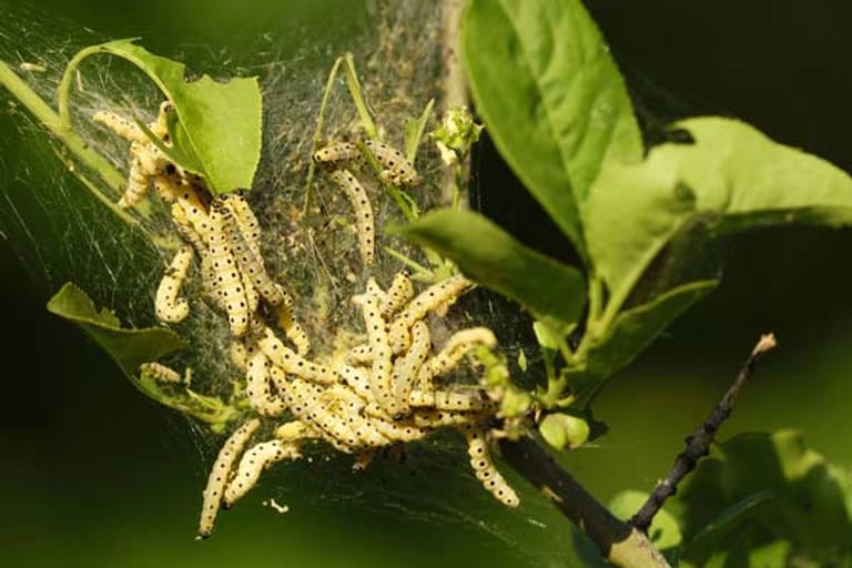 Die gepunkteten Gespinstmottenraupen ernähren sich von den Blättern eines befallenen Baumes – mitunter bis zum Kahlfraß. Für den Menschen sind die Raupen ungefährlich.