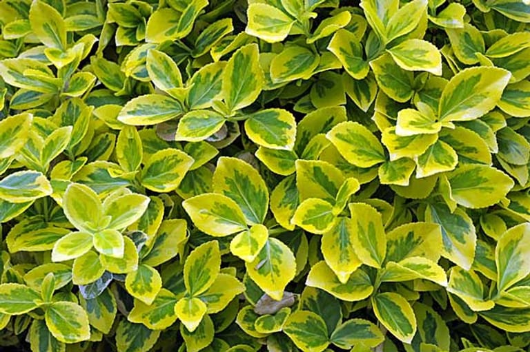 Bodendecker für den Garten Blühende und Immergrüne