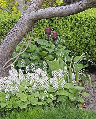 Bodendecker: Schaumblüte