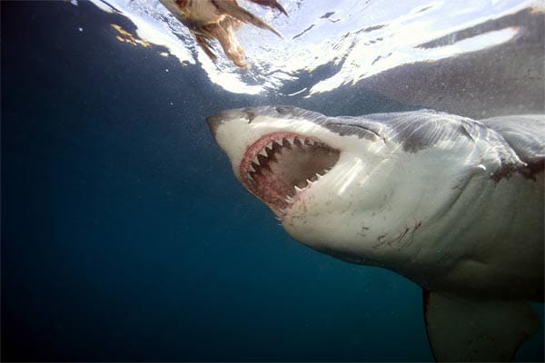 Als Köder dienen zum Beispiel Thunfischköpfe, denen die Haie vor den Augen der Taucher nachjagen.