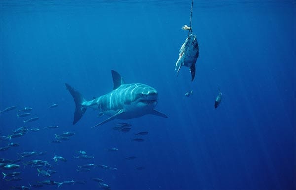 Um die Haie möglichst nah an den Käfig zu locken, werden vom Boot aus Köder an Seilen ins Wasser geworfen und am Käfig vorbeigezogen.