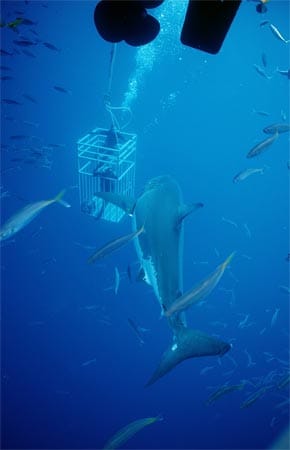 Die Ausrüstung der Taucher besteht aus Neoprenanzug, Schuhen, Taucherbrille und Bleigürtel. Er sorgt dafür, dass sie sich auf den Boden fallen lassen können, wenn die Haie in die Nähe des Käfigs schwimmen.