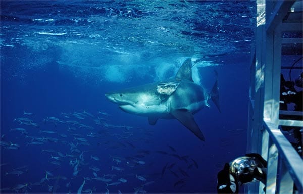 Die Hai-Beobachtungstouren werden vor allem an der südafrikanischen Küste vor Kapstadt und in Südaustralien angeboten. Sie kosten im Durchschnitt etwa 150 Euro.