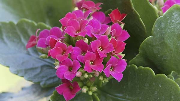 Kalanchoe blossfeldiana