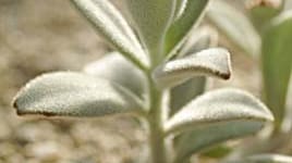 Kalanchoe tomentosa