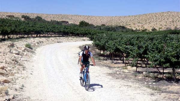 Ein-Avdat-Weinberg, Israel.