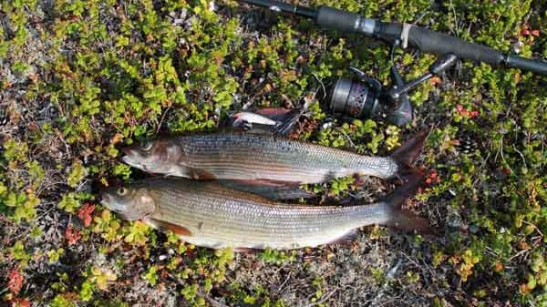 Angeln in Lappland: Äschen aus dem Inarijärvi.