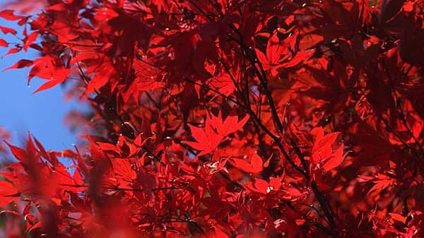 Herbst im Garten