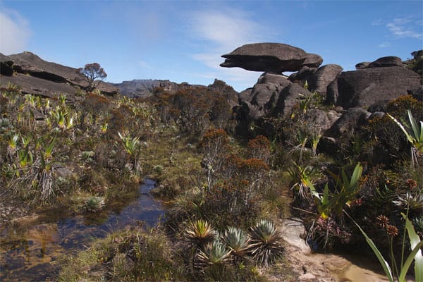 Heute bieten Spezial-Reiseveranstalter Trekking-Touren zum und auf dem Roraima-Tepui an. Das ist keine Angelegenheit für Anfänger, denn der Tafelberg ist kein einheitliches Plateau - ein Felslabyrinth mit vielen Hunderte Meter tiefen Schluchten zieht sich durch die Landschaft.