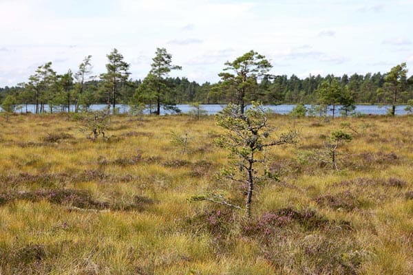 Moorlandschaft im Store Mosse Nationalpark Schweden.