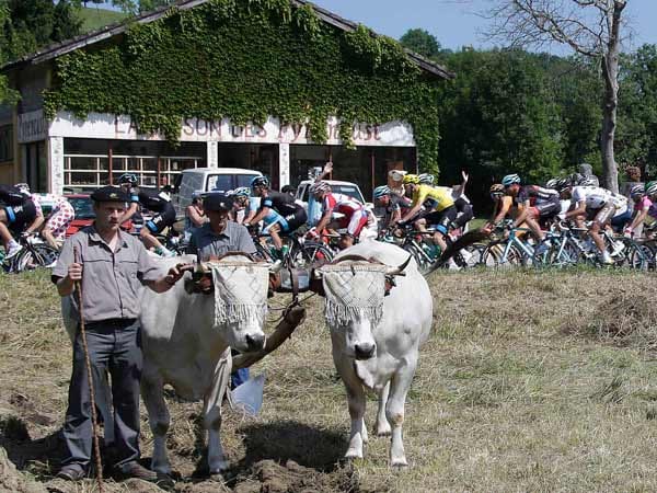 Die Tour de France ist in Frankreich DAS Sportereignis. Doch nicht alle scheint das zu interessieren. Zumindest diese Rindviecher schauen dezent weg.