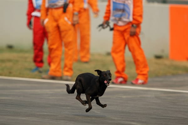 Wer kommt denn da? Beim Indien-Rennen 2011 verläuft sich ein Hund auf der Strecke.