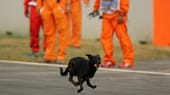 Wer kommt denn da? Beim Indien-Rennen 2011 verläuft sich ein Hund auf der Strecke.