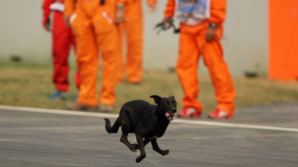 Wer kommt denn da? Beim Indien-Rennen 2011 verläuft sich ein Hund auf der Strecke.