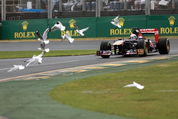 Beim Rennen in Australien hat Toro-Rosso-Pilot Jean-Eric Vergne eine unliebsame Begegnung, als ein paar Möwen die Strecke kreuzen. Auch hier ist glücklicherweise nichts passiert.