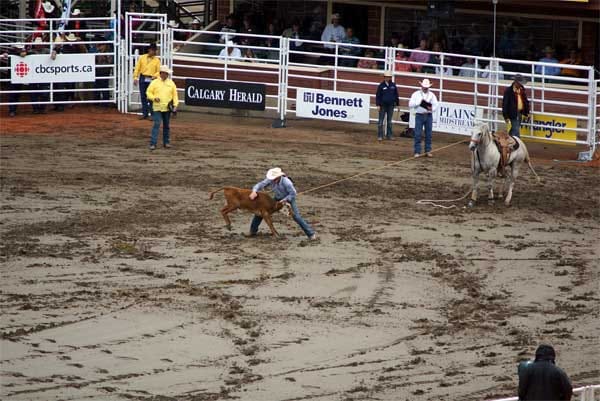 Jedes Rodeo hat verschiedene Disziplinen: Beim Calf Roping muss ein Kalb so schnell wie möglich mit dem Lasso gefangen und die Beine verschnürt werden. Eine gute Zeit liegt unter 8 Sekunden.