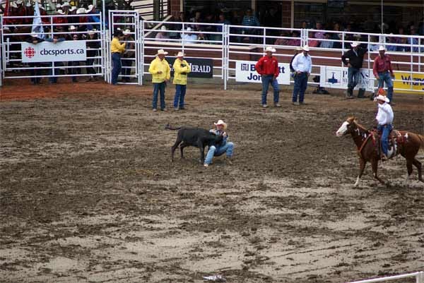 Beim Steer Wrestling springt der Cowboy vom Pferd und muss einen jungen Stier zu Boden ringen.