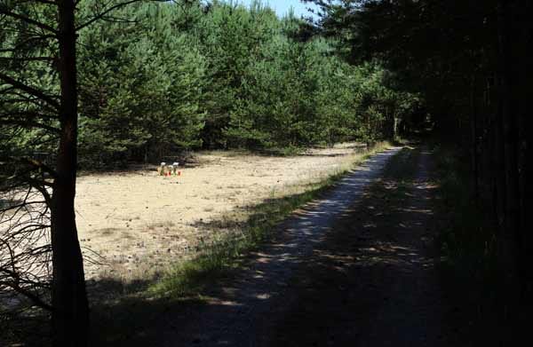Die junge Frau wurde in einem Wald erstochen - an einem Weg, der häufig von Joggern genutzt wird. Die junge Frau wurde in einem Wald erstochen - an einem Weg, der häufig von Joggern genutzt wird.