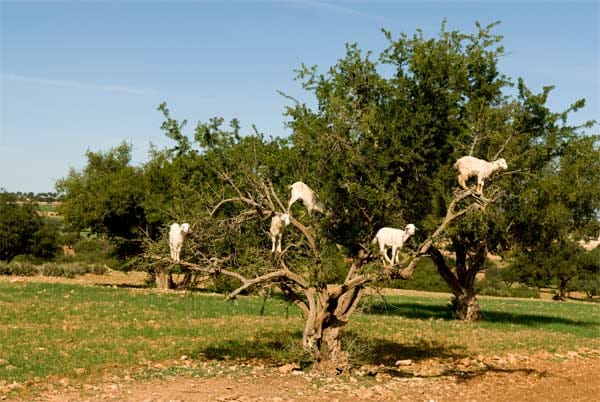 In den marokkanischen Arganbäumen sitzt nicht selten eine Gruppe Ziegen. Diese haben in der ausgedörrten Wüste gelernt zu überleben und zu ihren Survival-Tricks gehört eben auch das Klettern in die Bäume. Hier finden sie genügend Nahrung.
