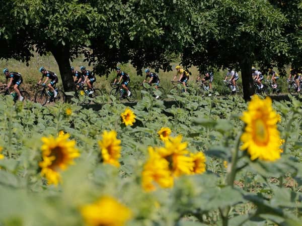 Das Feld, angeführt vom Team Sky Procycling, passiert ein Sonnenblumenfeld während des ersten Drittels der Etappe.