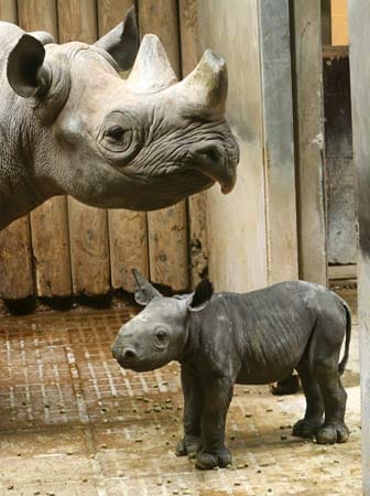 Nashorn: Süßes Nashorn-Baby im Krefelder Zoo geboren.