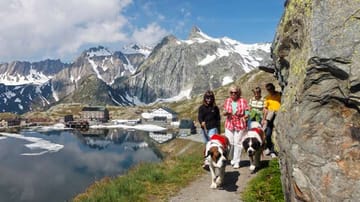 Wandern mit Bernhardinern in den Walliser Alpen: Spaß für die ganze Familie!