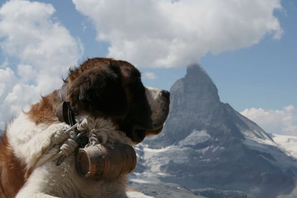 Wandern mit Bernhardinern: Und wer einen kleinen Abstecher (etwa 100 km) wagt, bekommt den Matterhorn zu sehen.