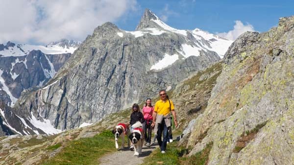 Wandern mit Bernhardinern: Die liebevollen Begleiter werden Ihnen garantiert ans Herz wachsen!