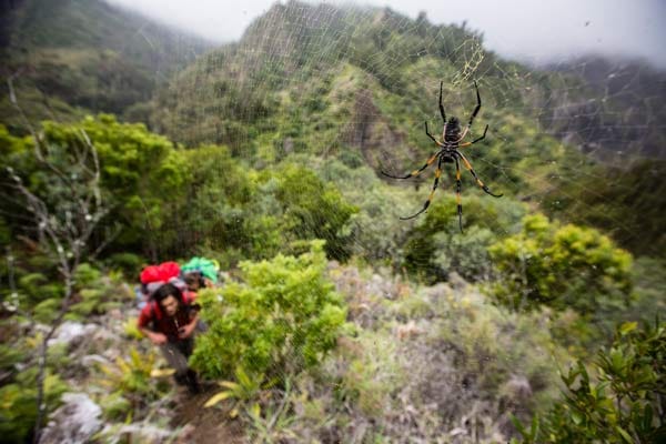 Zembrocal-Expedition, La Réunion.