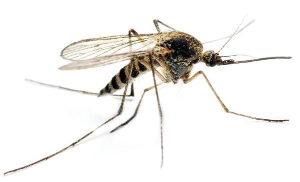 Exotische Mücken breiten sich in Deutschland aus
