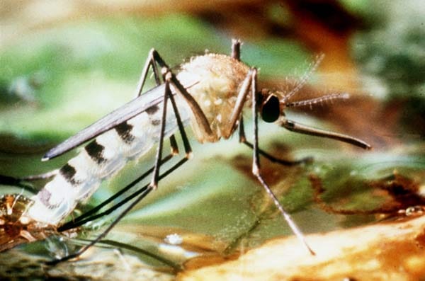 Dengue-Fieber: Die Asiatische Tigermücke wird seit etwa 30 Jahren zunehmend auch außerhalb Asiens heimisch.