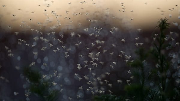 Exotische Mücken breiten sich in Deutschland aus